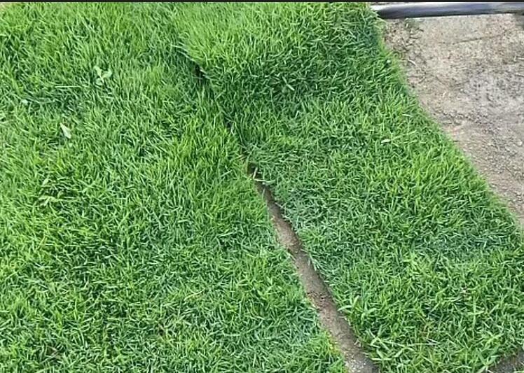 足球场成品草坪铺植