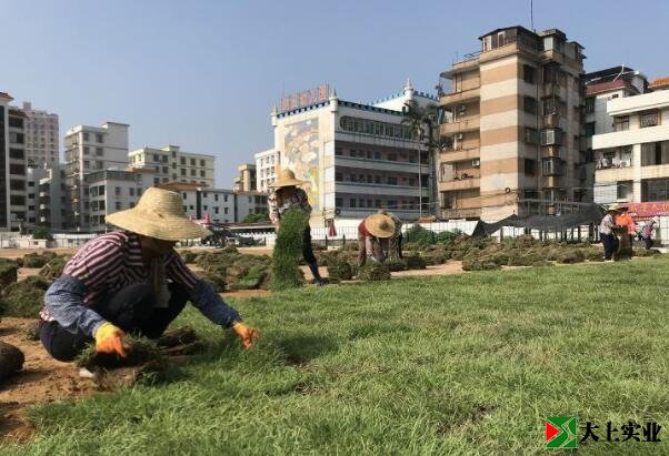 正在铺设运动场草坪的工人